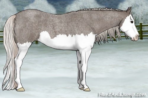 Horse Color:Silver Blue Roan Splash 