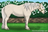 Horse Color:Cremello 