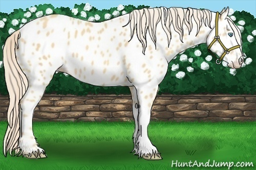 Horse Color:Gold Cream Champagne Appaloosa 