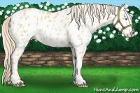 Horse Color:Gold Cream Champagne Appaloosa 
