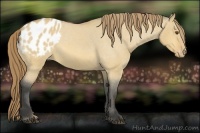 Horse Color:Buckskin Roan Dun Varnish 