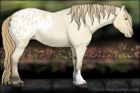 Horse Color:Buckskin Roan Dun Blanket