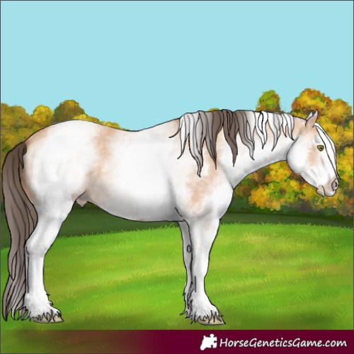 Horse Color:White Spotted Amber Champagne 