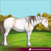 Horse Color:White Spotted Amber Champagne 