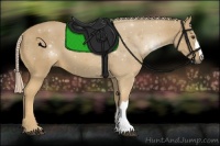 Horse Color:Palomino