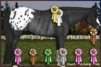 Horse Color:Gray Black Appaloosa Rabicano