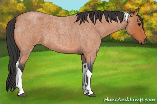 Horse Color:Bay Roan Tobiano