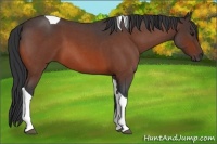 Horse Color:Brown Roan Tobiano 