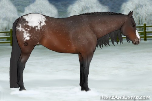 Horse Color:Bay Varnish