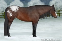 Horse Color:Bay Appaloosa 