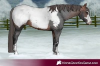 Horse Color:Bay Appaloosa