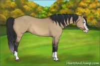 Horse Color:Bay Dun Splash