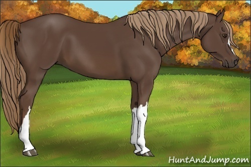 Horse Color:Liver Chestnut 