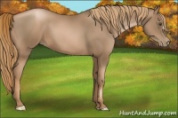Horse Color:Liver Chestnut Pearl