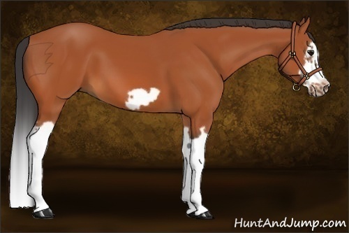 Horse Color:Bay Splash Frame