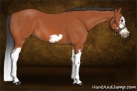 Horse Color:Bay Splash Frame