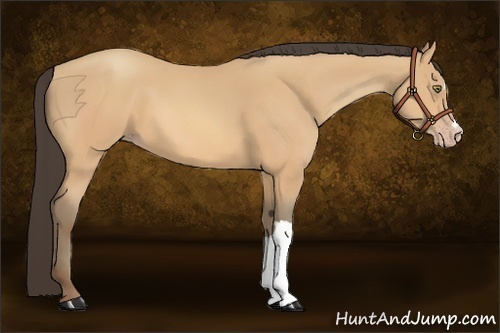 Horse Color:Amber Champagne 