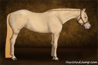 Horse Color:Gold Champagne 
