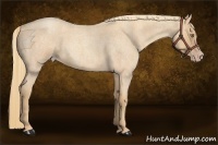 Horse Color:Gold Champagne Roan 