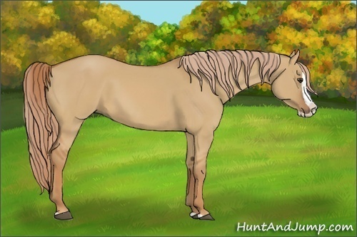 Horse Color:Red Dun Splash