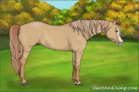 Horse Color:Red Dun Splash 
