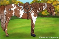 Horse Color:White Spotted Chestnut 