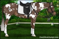 Horse Color:White Spotted Liver Chestnut Sabino