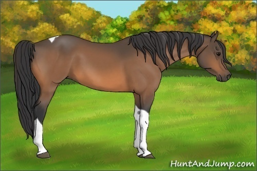Horse Color:Buckskin Tobiano 