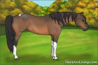 Horse Color:Buckskin Tobiano 