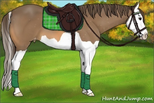 Horse Color:Buckskin Splash Varnish