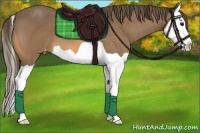 Horse Color:Buckskin Splash Appaloosa 