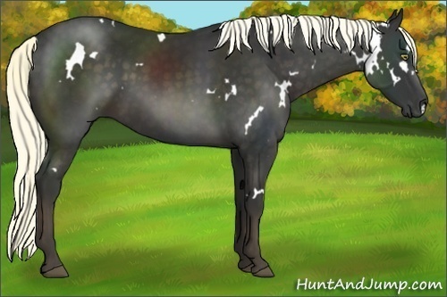 Horse Color:White Spotted Liver Chestnut 