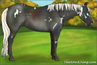 Horse Color:White Spotted Liver Chestnut