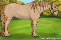 Horse Color:Red Roan 