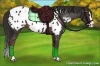 Horse Color:Liver Chestnut Sabino Splash Appaloosa 