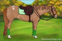 Horse Color:Chestnut Appaloosa