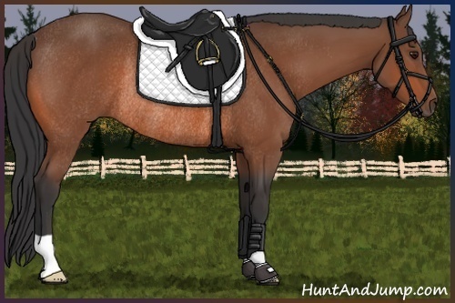 Horse Color:Bay Rabicano 