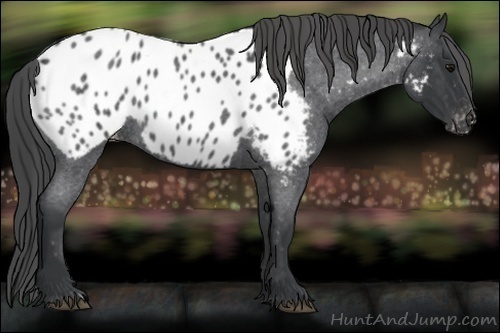 Horse Color:Blue Roan Appaloosa