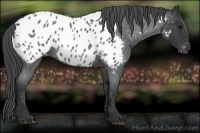 Horse Color:Blue Roan Near Leopard