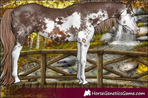 Horse Color:Liver Chestnut Splash 