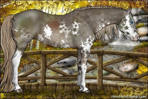 Horse Color:Liver Chestnut Splash 