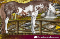 Horse Color:Liver Chestnut Splash
