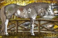 Horse Color:Liver Chestnut Splash 