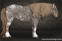 Horse Color:Liver Chestnut Ice Appaloosa