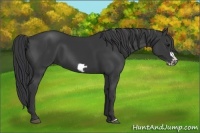 Horse Color:Black Frame 