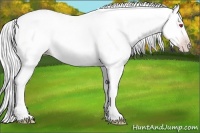 Horse Color:Gold Champagne Chinchilla Dun 