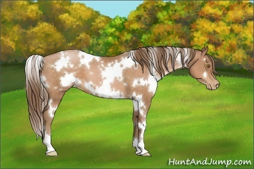 Horse Color:White Spotted Brown Pearl