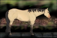 Horse Color:Bay Dun