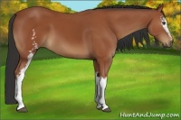 Horse Color:White Spotted Bay 