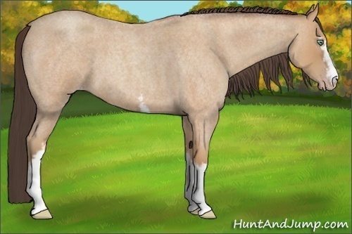 Horse Color:White Spotted Amber Champagne Roan